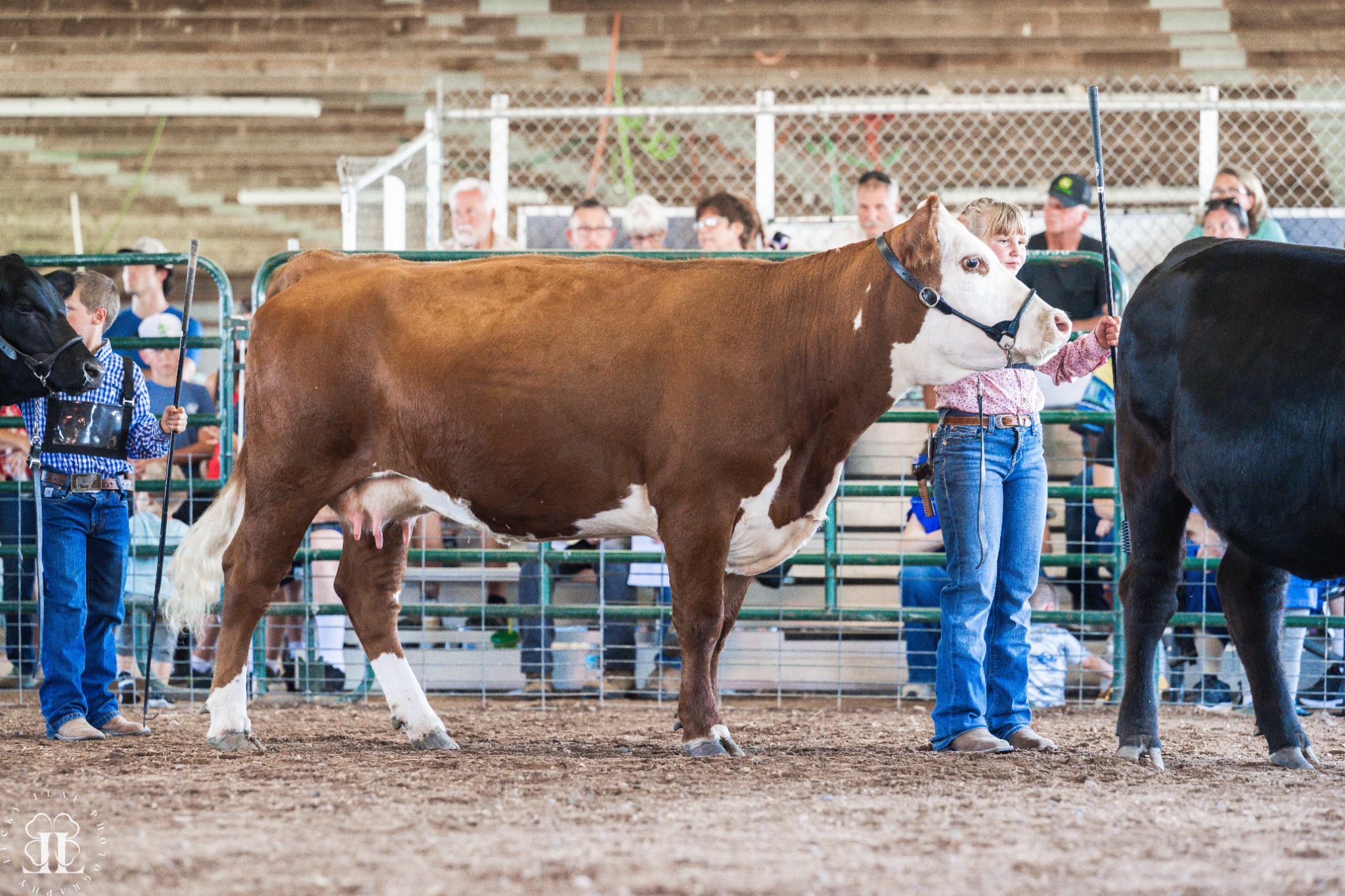 Kensley showing a Hereford